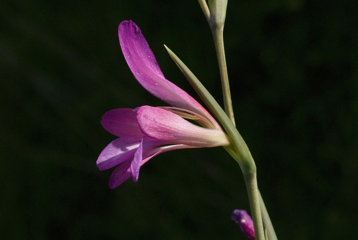 Gladiolus illyricus, Wild Gladiolus